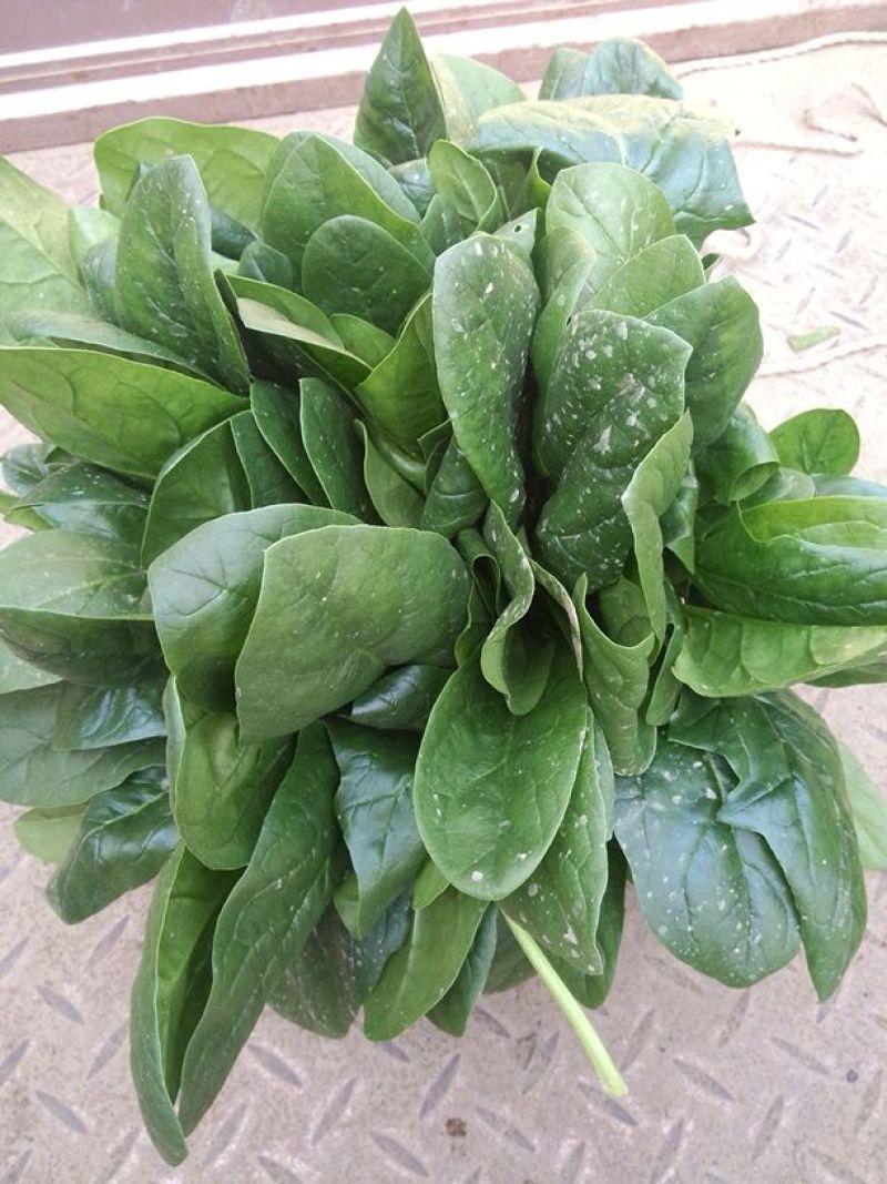 黑叶菠菜20~25厘米
