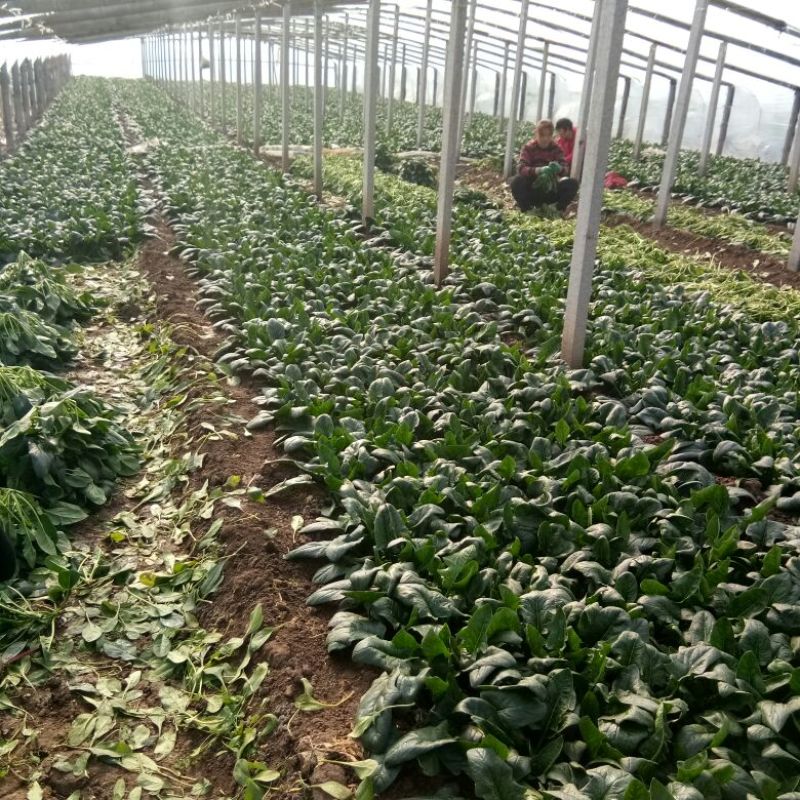 菠菜产地直发，质优价廉货源充足量大从优欢迎采购