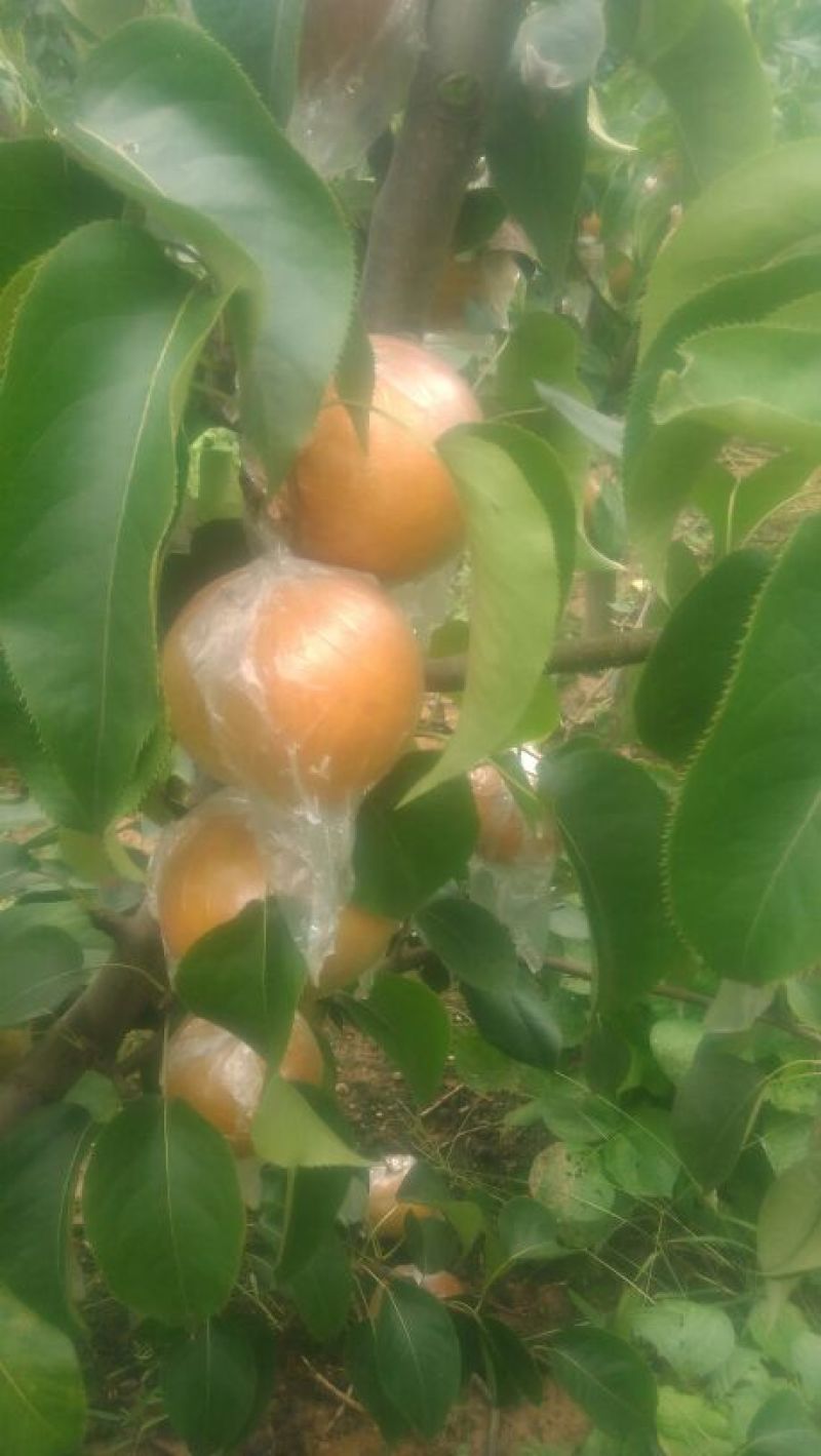 晚秋黄梨无公害绿色食品