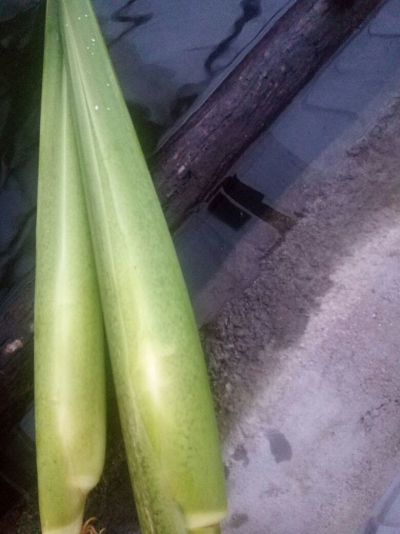 美人茭带壳