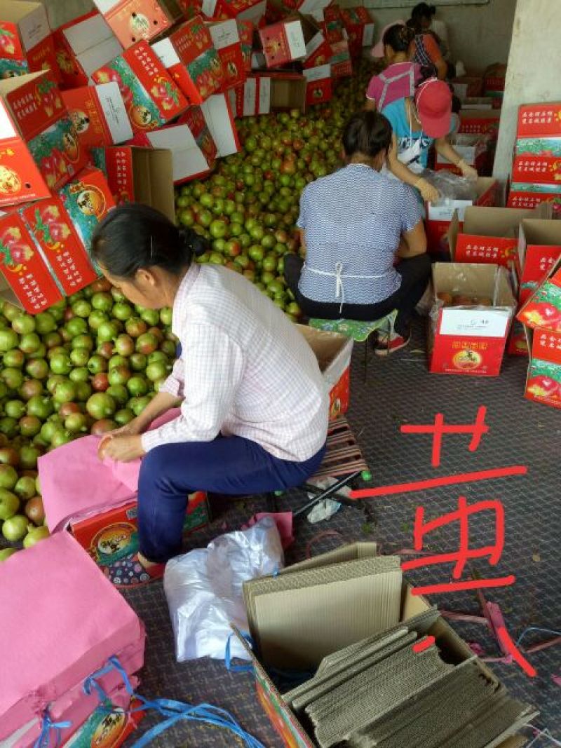 突尼斯软籽石榴8两~1斤，货源充足，产地直发！