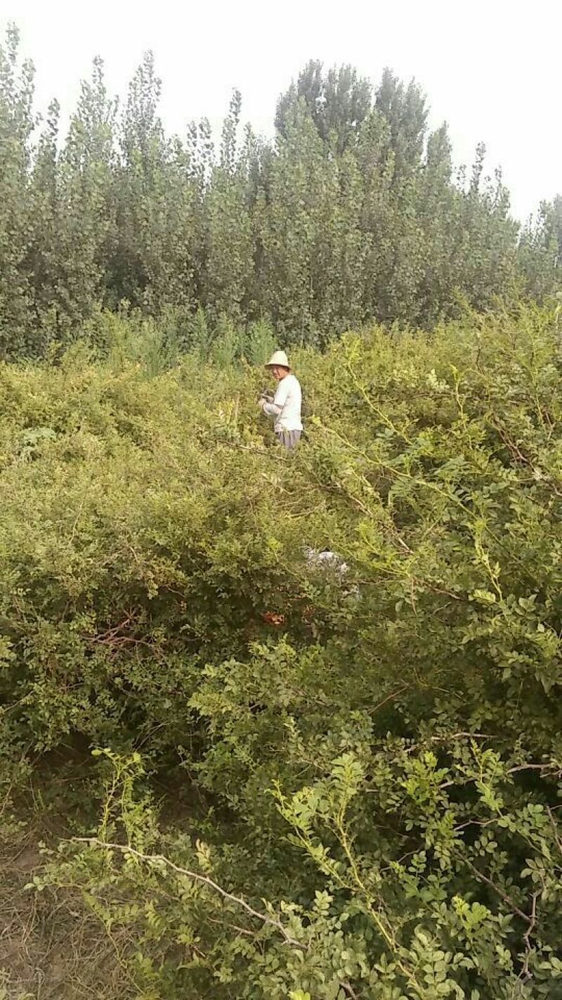 刺梨刺梨干果