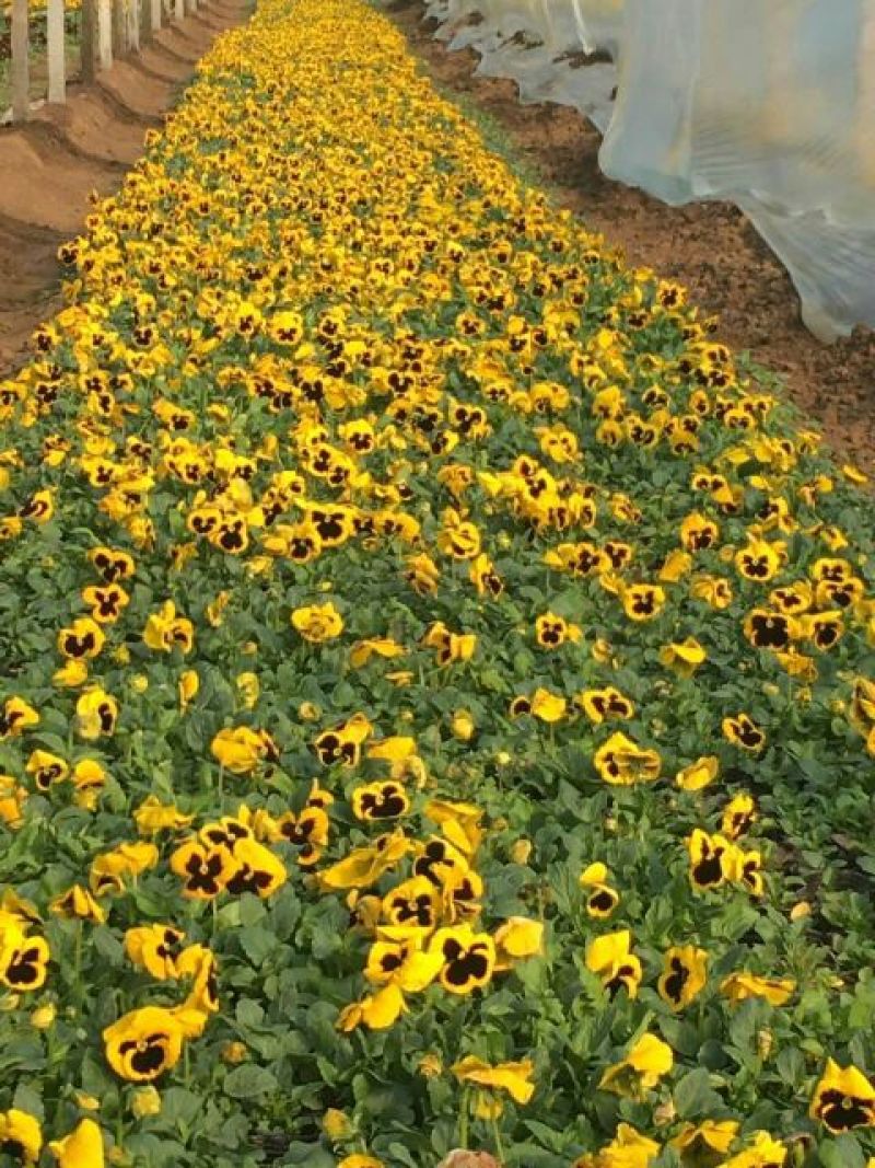 三色堇种苗山东三色堇种植基地三色堇盆栽苗三色堇盆苗