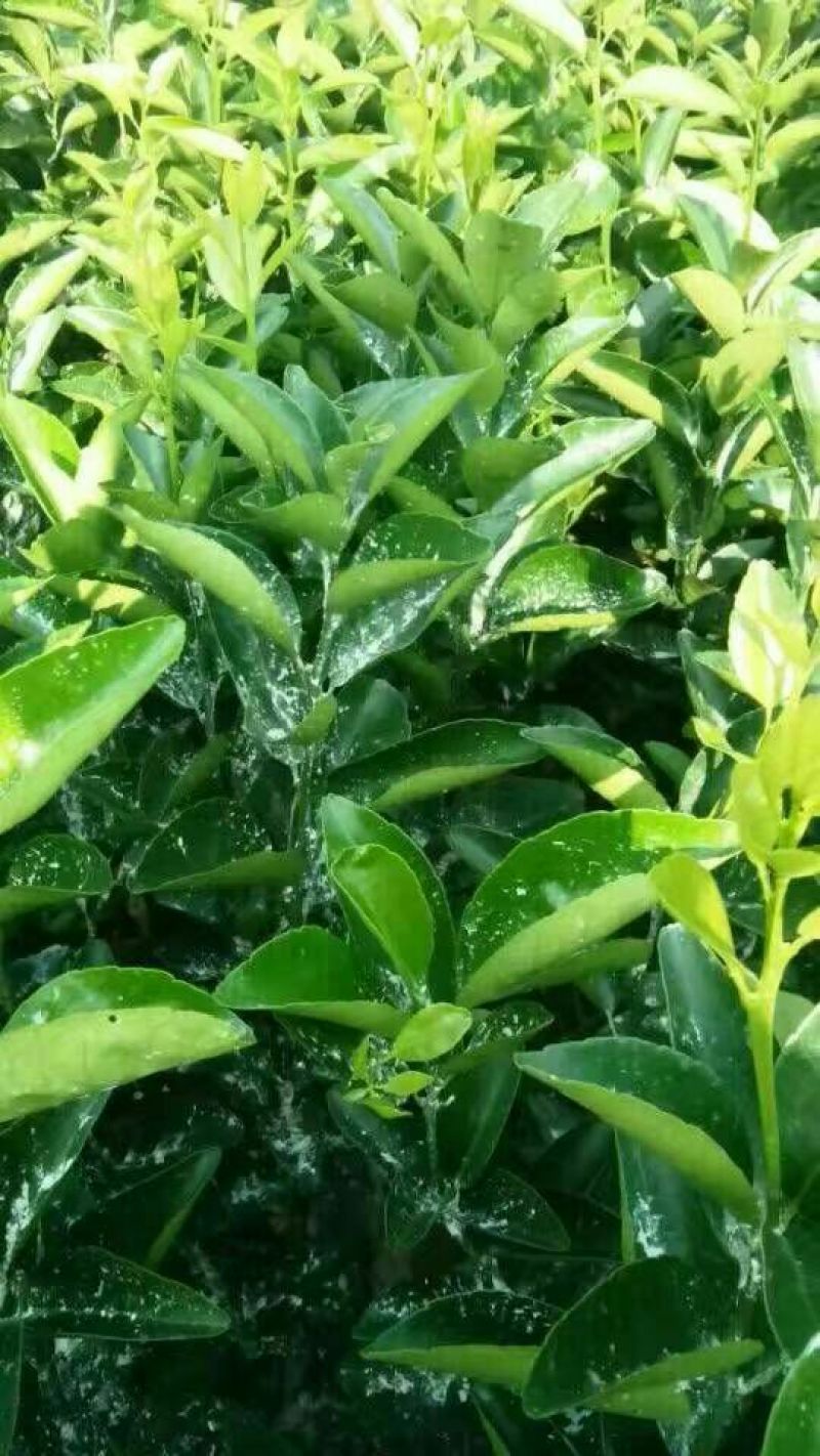 纽荷尔脐橙苗