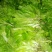 玻璃生菜1两~2两