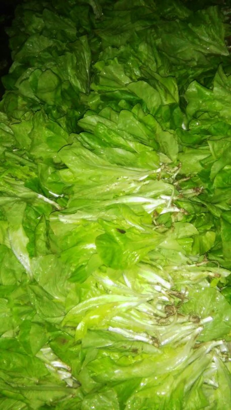 玻璃生菜1两~2两