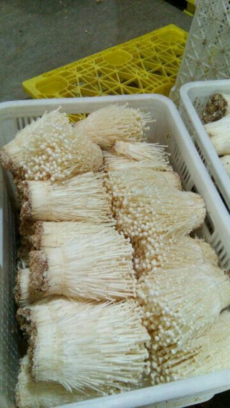 白金针菇，多种规格，厂家直发，有意者请来电咨询。
