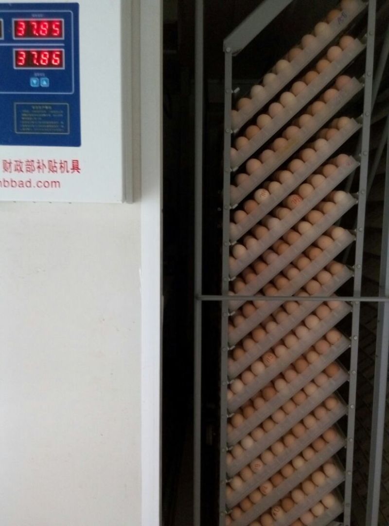 快大黄鸡苗1斤以下