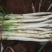 长白大葱35~40cm净葱2cm左右