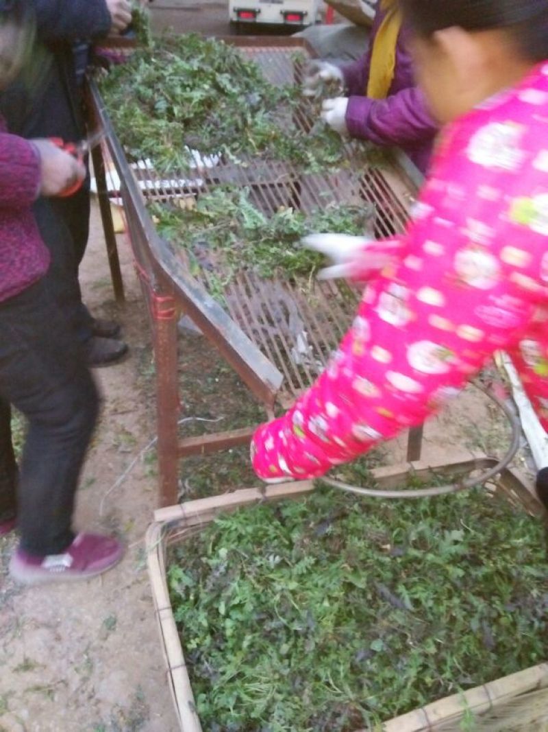 荠菜5cm以上