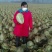 大白菜