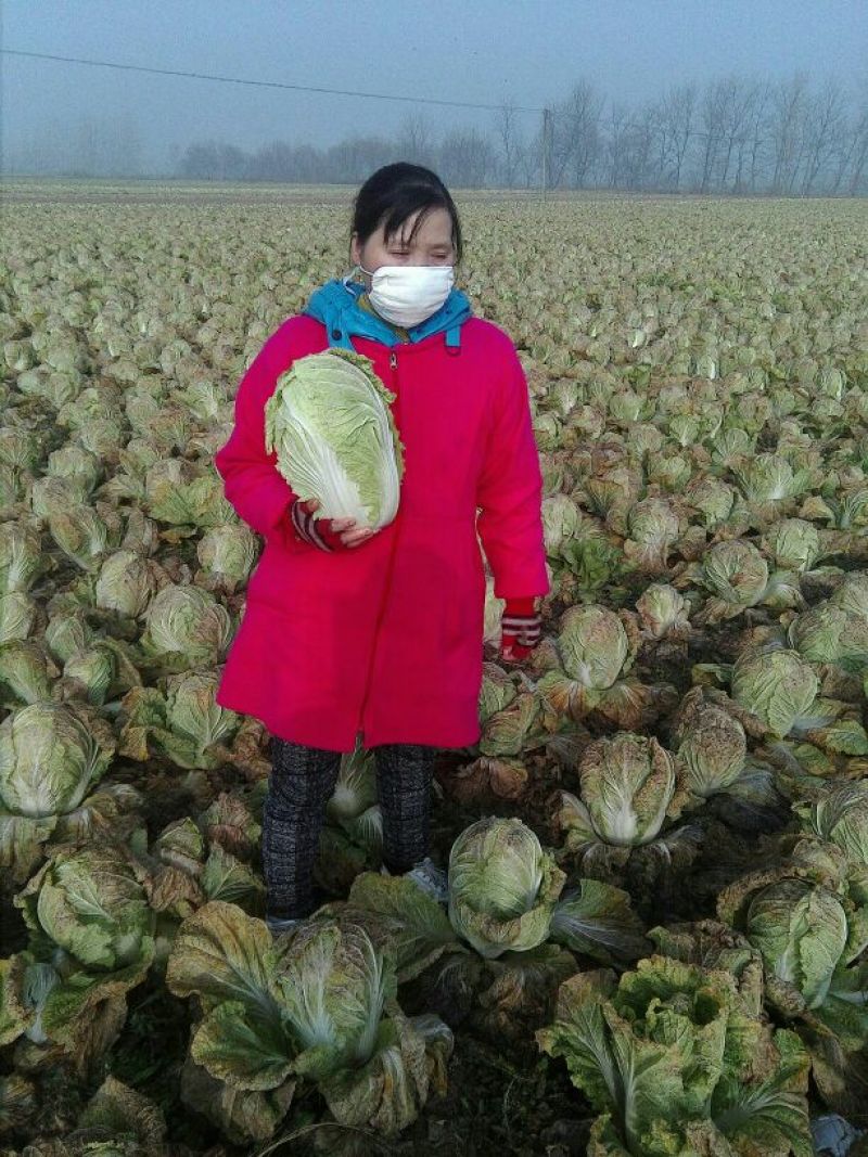 大白菜