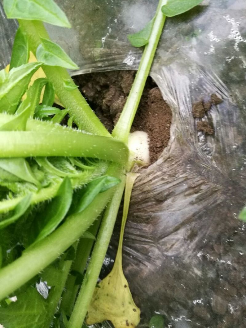 白萝卜1~1.5斤起