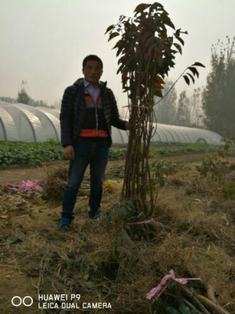黄蜜樱桃苗2年80cm以上嫁接樱桃树苗矮化樱桃树