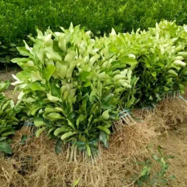 三红蜜柚苗