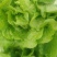 意大利生菜5两~6两