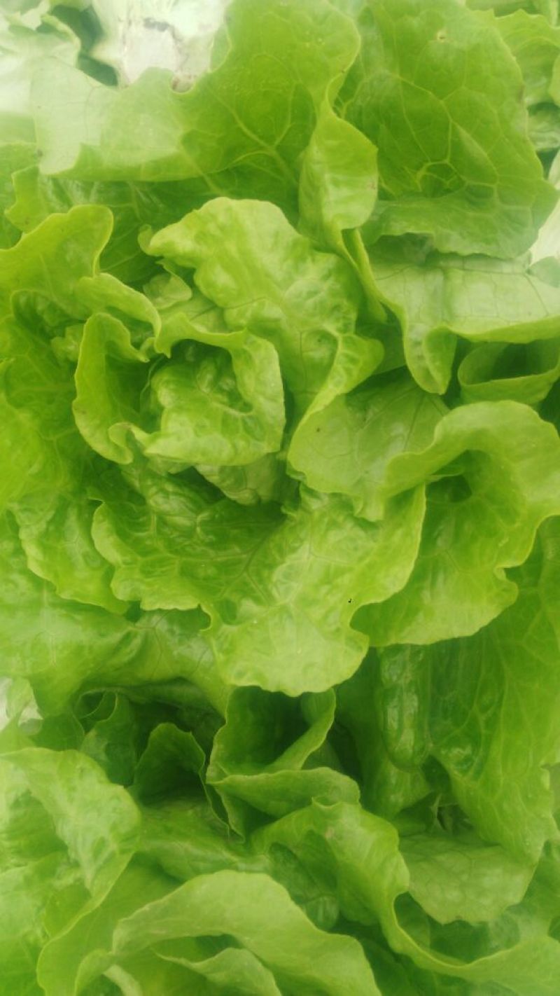 意大利生菜5两~6两