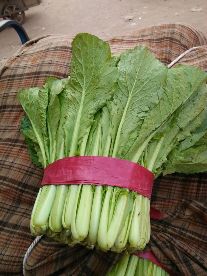 精品小白菜，质量好，产地直销，保质保量