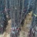 烟富8号苹果树苗矮化苹果苗苹果苗育苗基地苹果苗批发