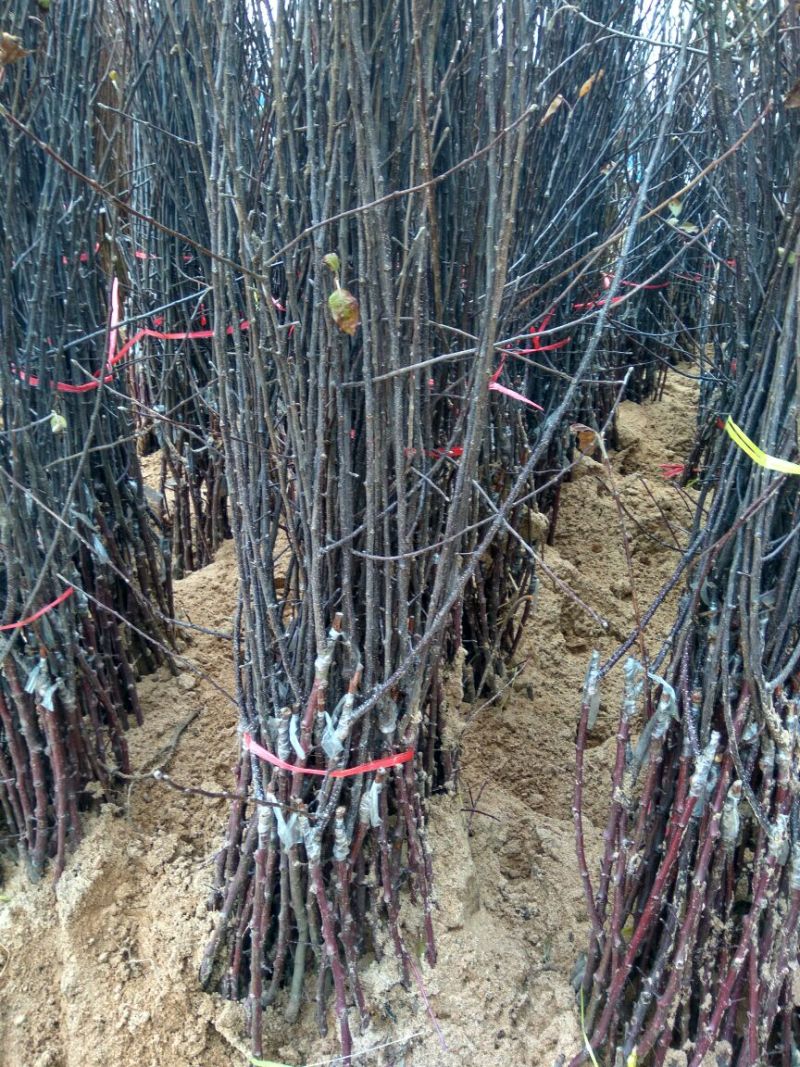 烟富8号苹果树苗矮化苹果苗苹果苗育苗基地苹果苗批发