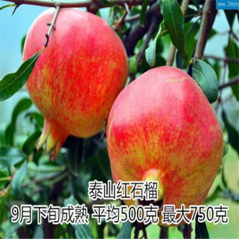 石榴苗80cm以上