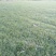 小叶麦冬苗四川绵阳产地直发绿化草坪质量保证