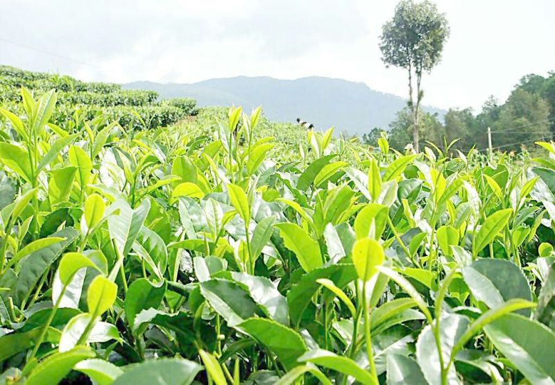 古树普洱茶特级