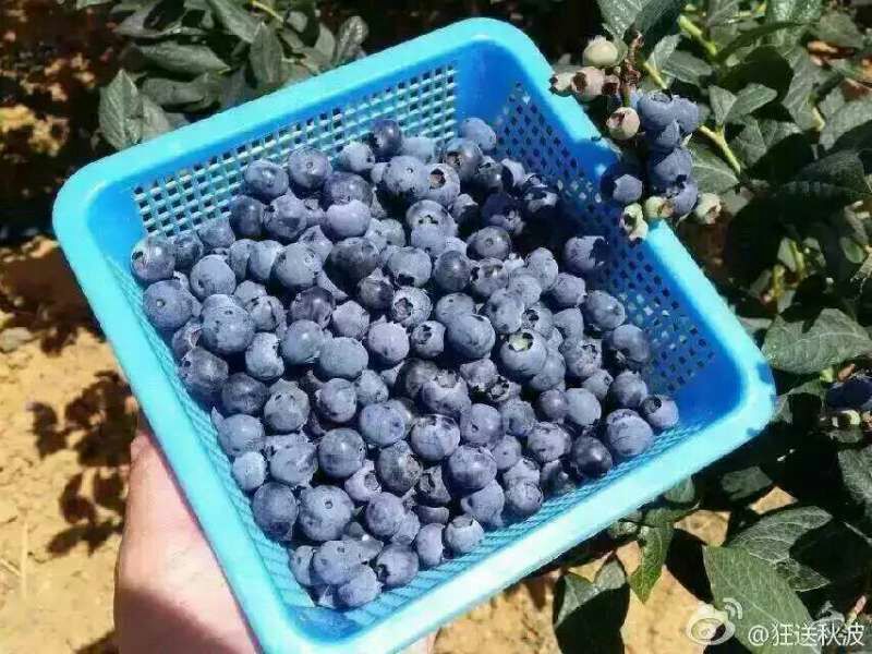 南高丛蓝莓10~12mm以上