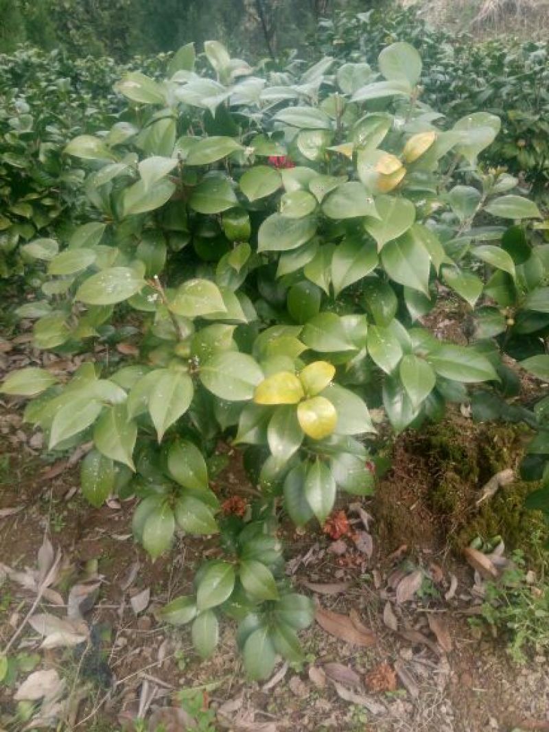 茶花50~80cm