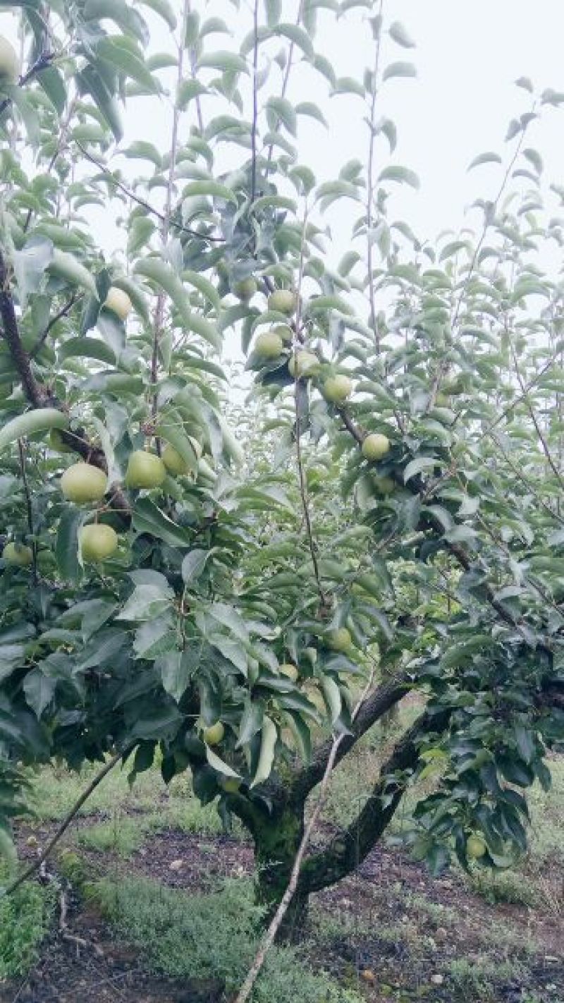 苹果梨200~250g纸箱