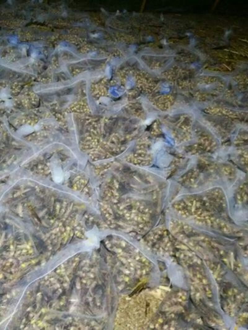 蝗虫食用