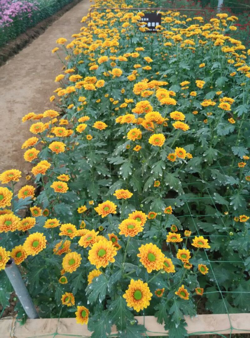 菊花鲜切花30~50cm