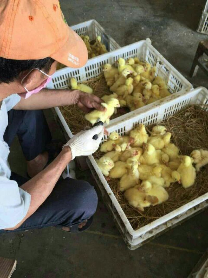 鹅苗250g以下