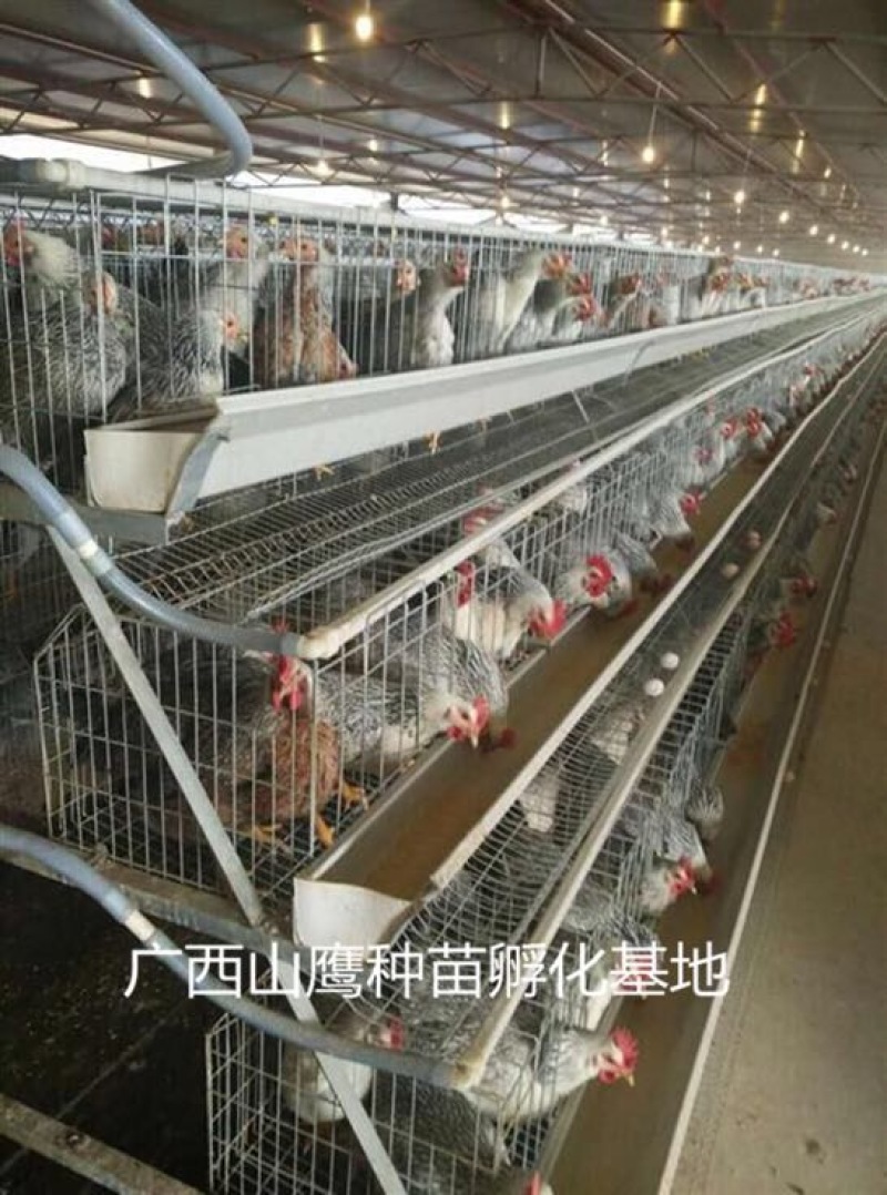 鸡苗