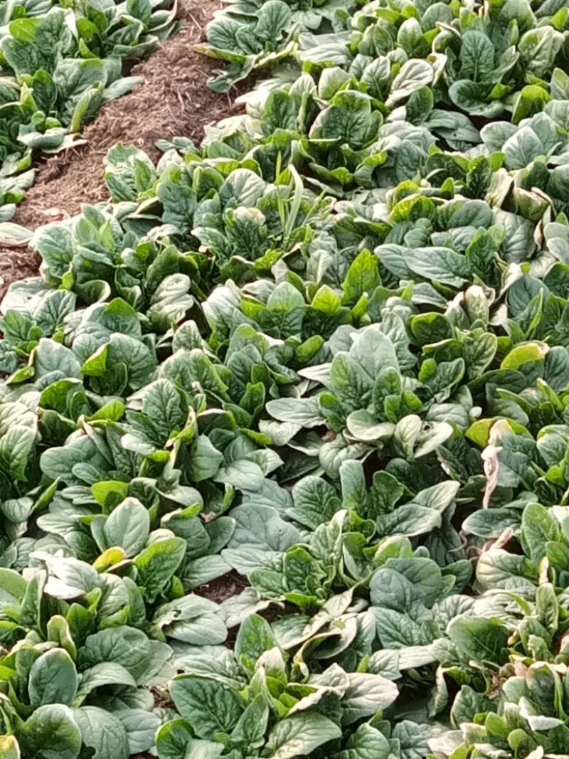 黑叶菠菜15~20厘米