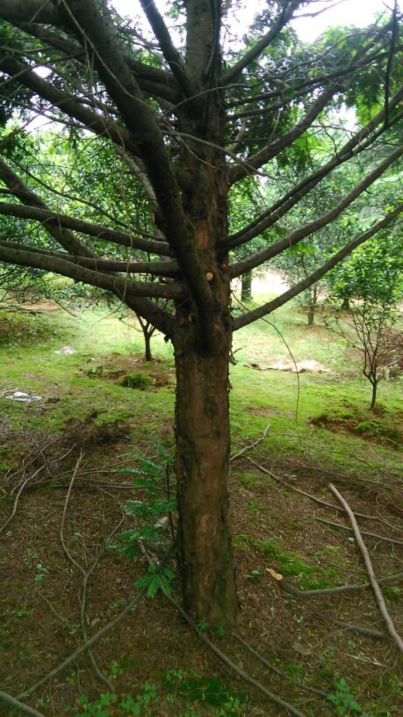 红豆杉树桩25~30cm