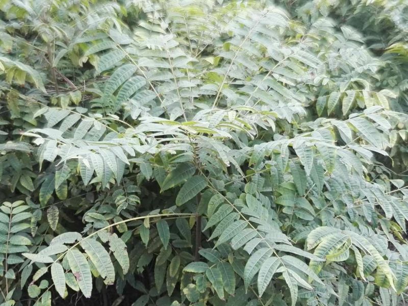红油香椿树81~110cm
