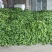 芜湖椒10~15厘米微辣青