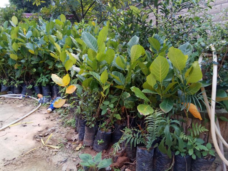 1号菠萝蜜苗稿接树