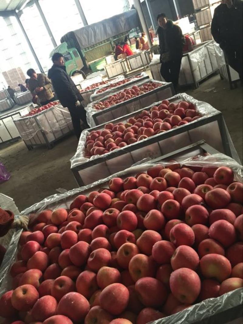 山东红富士苹果产地一手货源口感脆甜常年供货