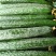 刺黄瓜22~25公分鲜花带刺