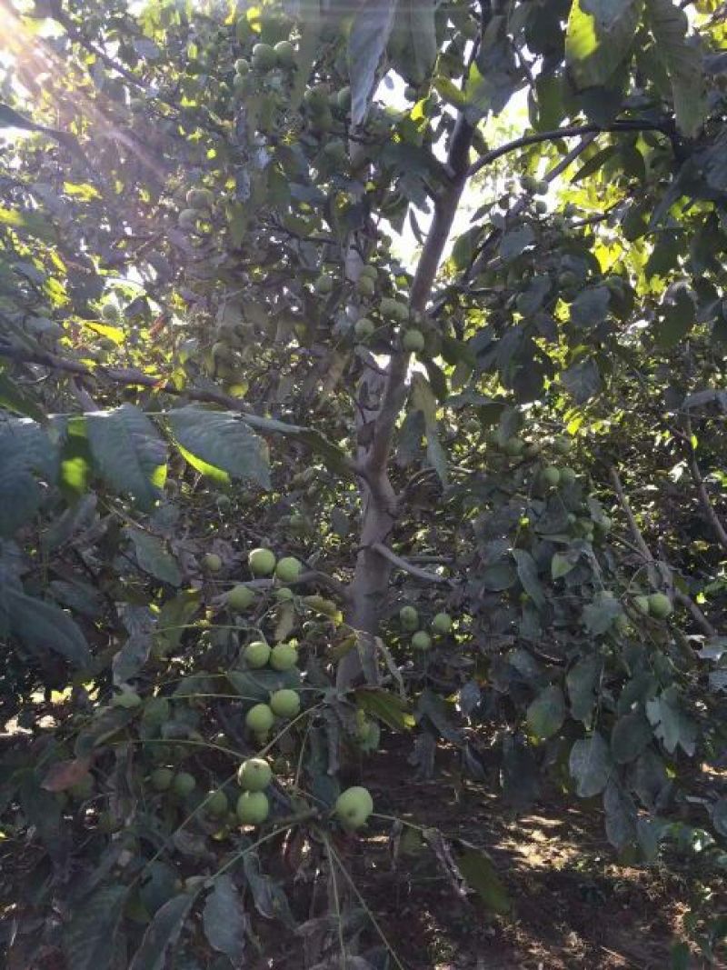 薄皮核桃去皮干