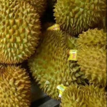 榴莲