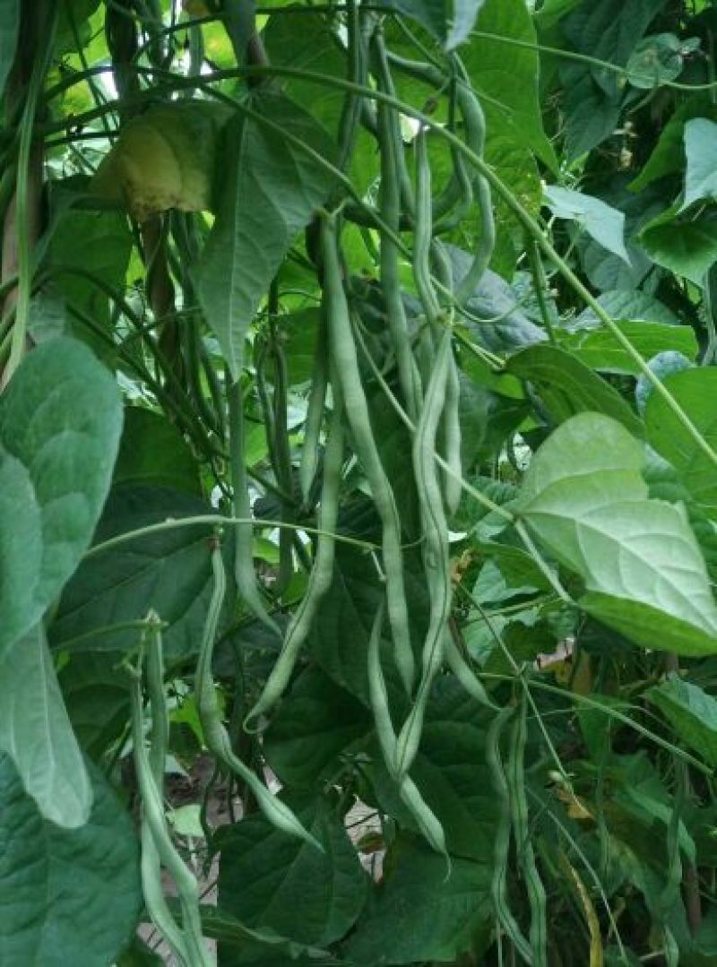 四季豆种子泰国架豆王种子无筋豆豆王种子