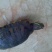鳖