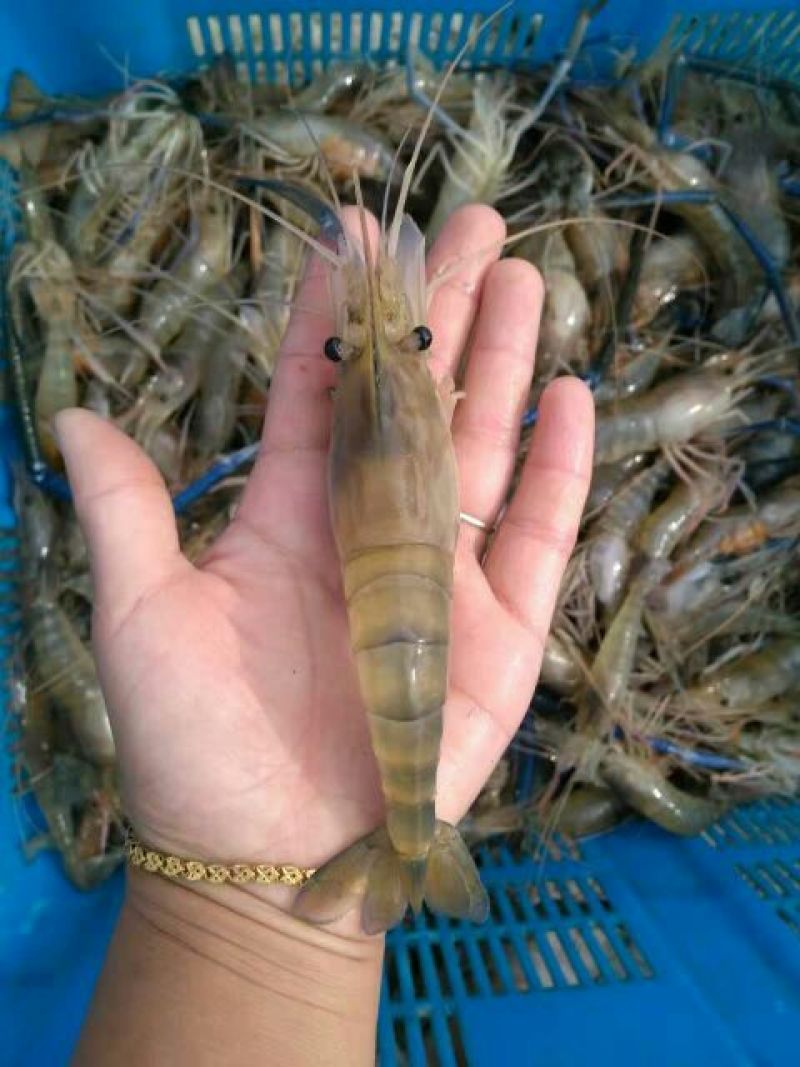 沼虾