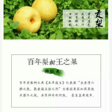 砀山梨250~300g光果