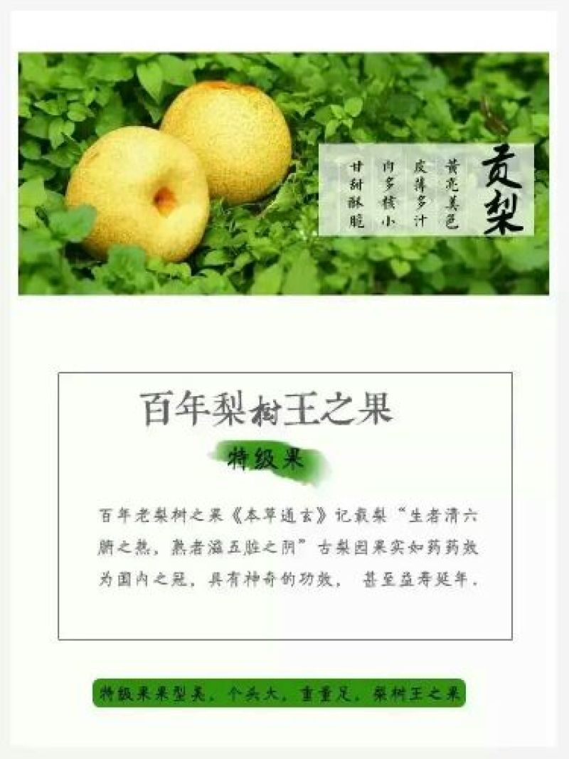 砀山梨250~300g光果