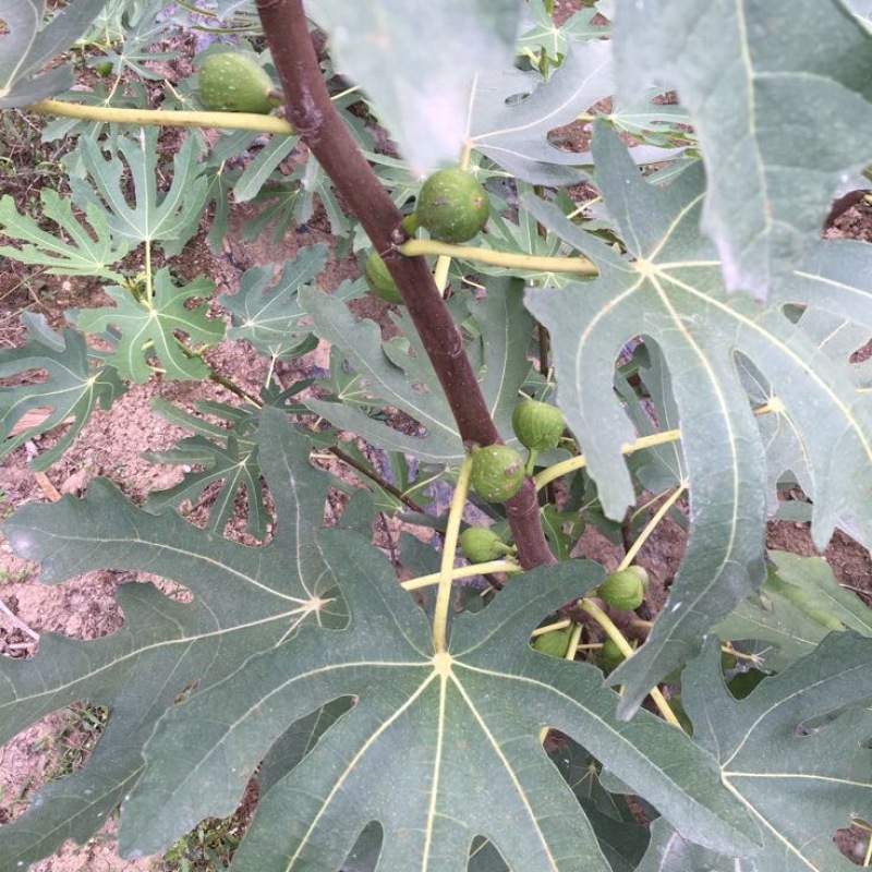 无花果苗
