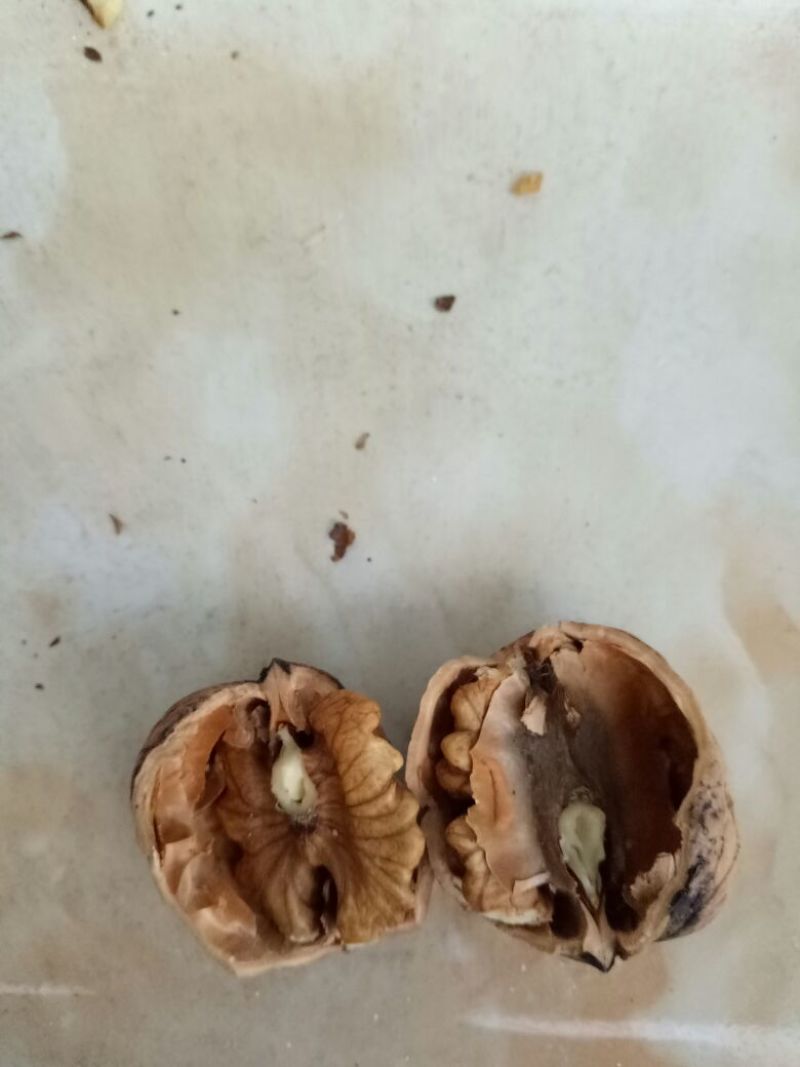 脱皮核桃30mm以上去皮